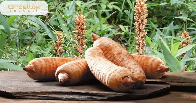 Cây thiên ma là gì?